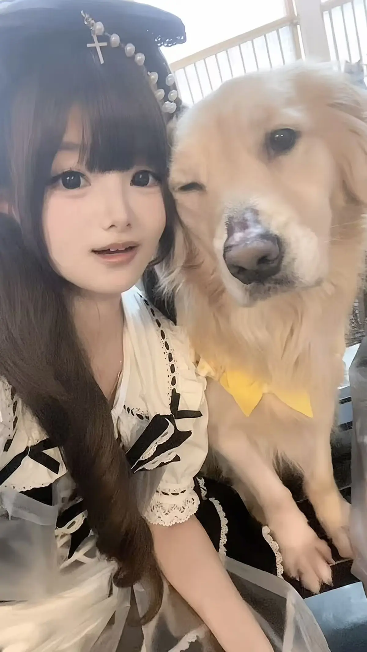 《金毛小蛋糕海鲜事件》<br />
《香香公主与金毛》<br />
《金毛吃小蛋糕海鲜福》相关资源图片