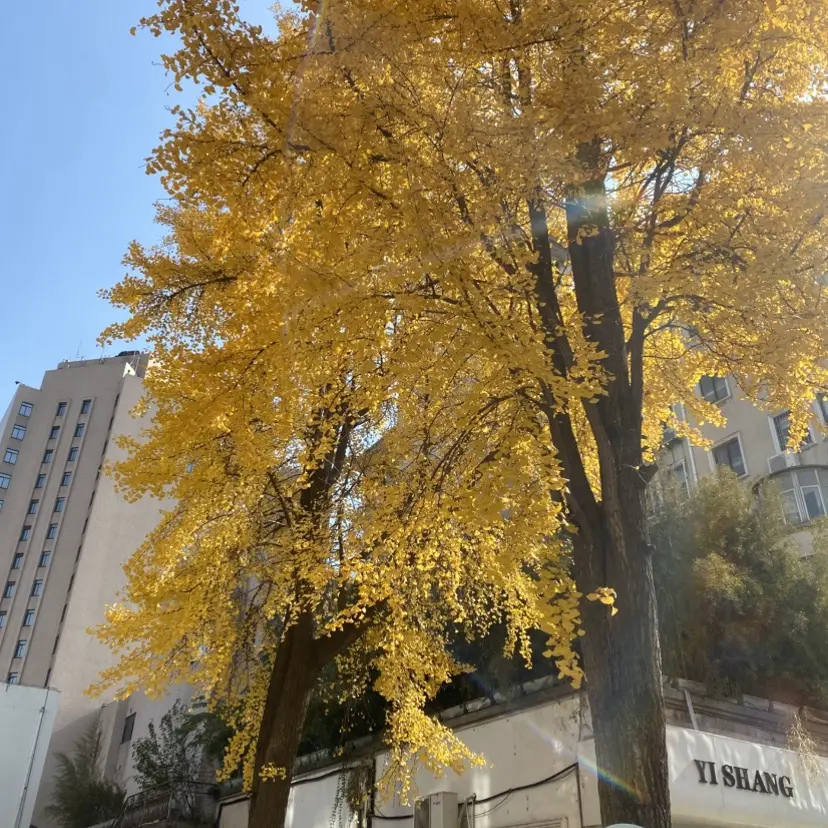 《今泉家》相关资源图片